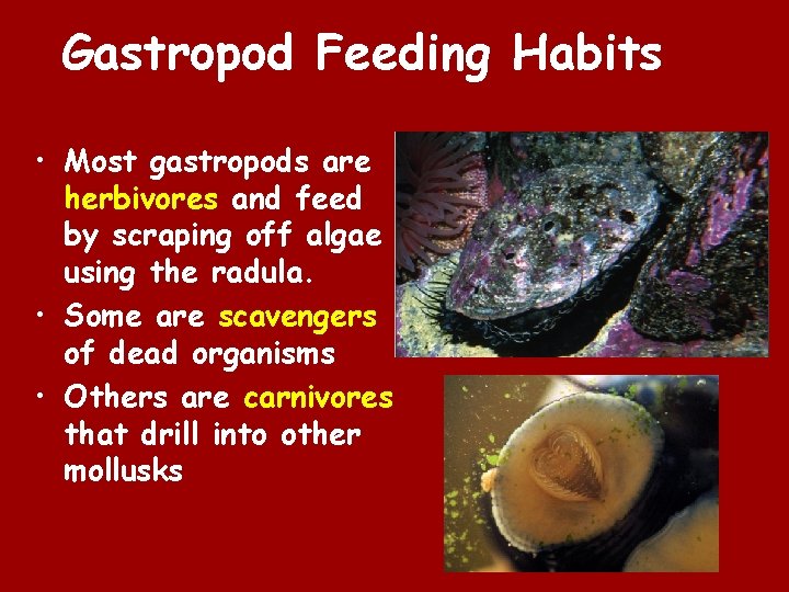 Gastropod Feeding Habits • Most gastropods are herbivores and feed by scraping off algae