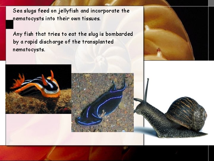 Sea slugs feed on jellyfish and incorporate the nematocysts into their own tissues. Any