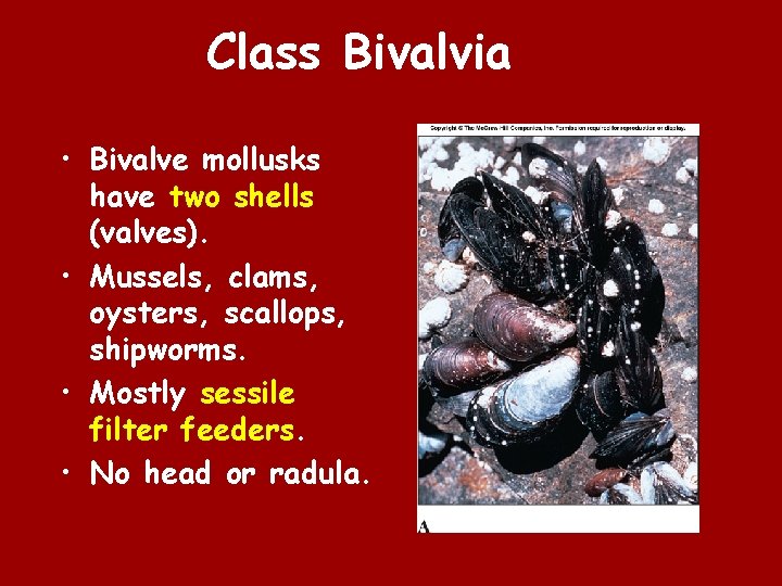 Class Bivalvia • Bivalve mollusks have two shells (valves). • Mussels, clams, oysters, scallops,