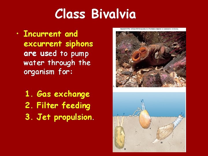 Class Bivalvia • Incurrent and excurrent siphons are used to pump water through the
