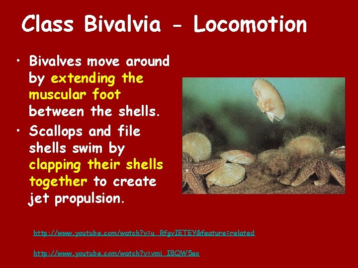 Class Bivalvia - Locomotion • Bivalves move around by extending the muscular foot between