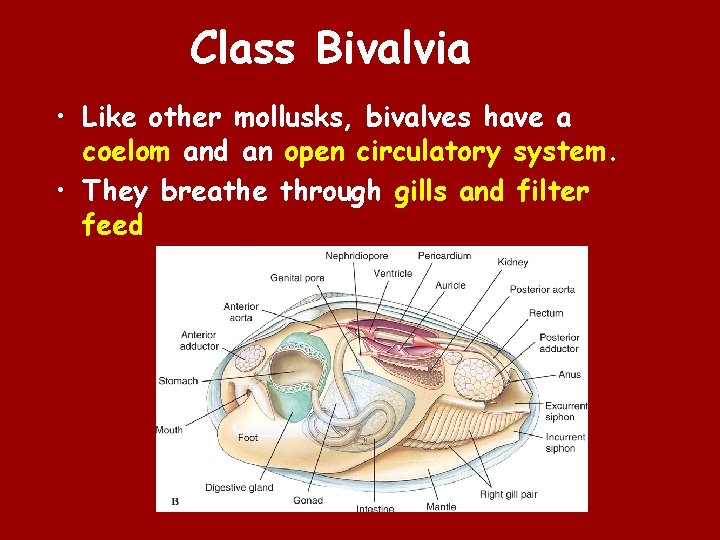 Class Bivalvia • Like other mollusks, bivalves have a coelom and an open circulatory
