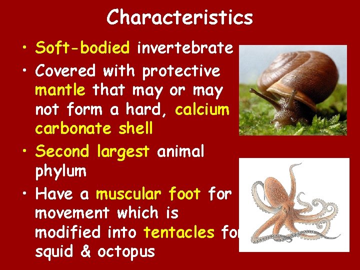 Characteristics • Soft-bodied invertebrate • Covered with protective mantle that may or may not