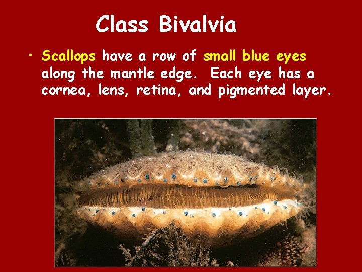 Class Bivalvia • Scallops have a row of small blue eyes along the mantle