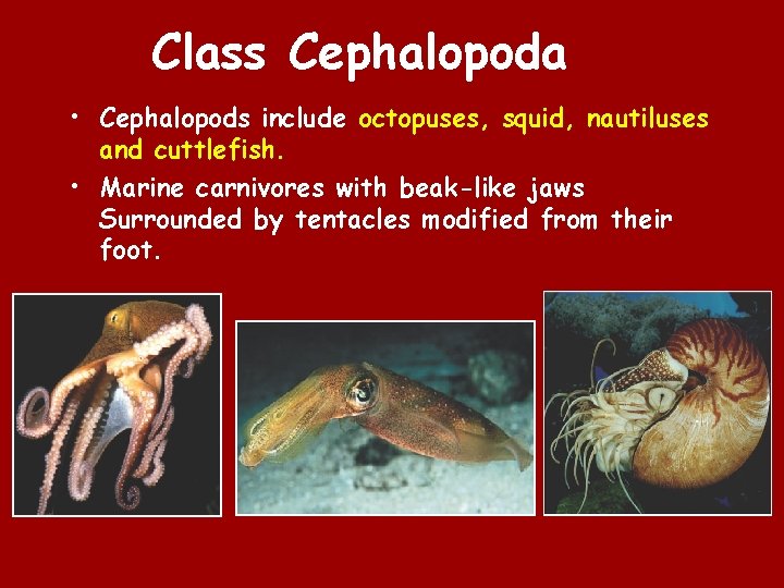 Class Cephalopoda • Cephalopods include octopuses, squid, nautiluses and cuttlefish. • Marine carnivores with