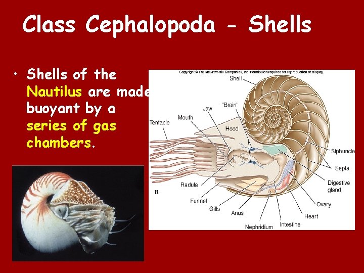 Class Cephalopoda - Shells • Shells of the Nautilus are made buoyant by a