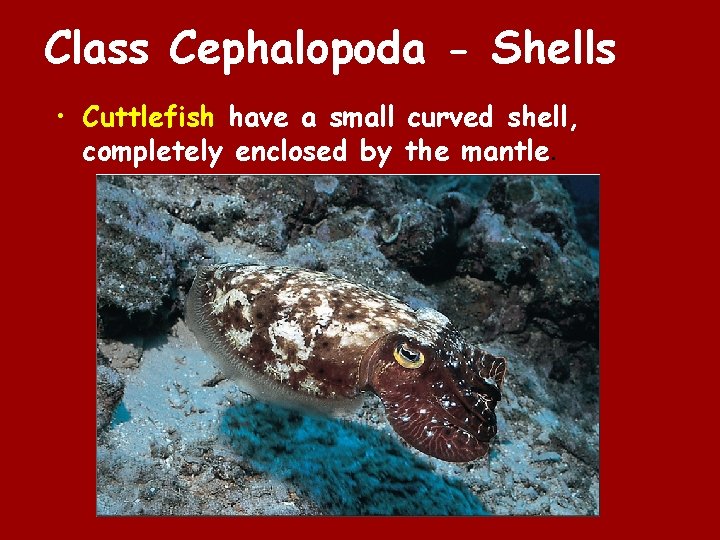 Class Cephalopoda - Shells • Cuttlefish have a small curved shell, completely enclosed by