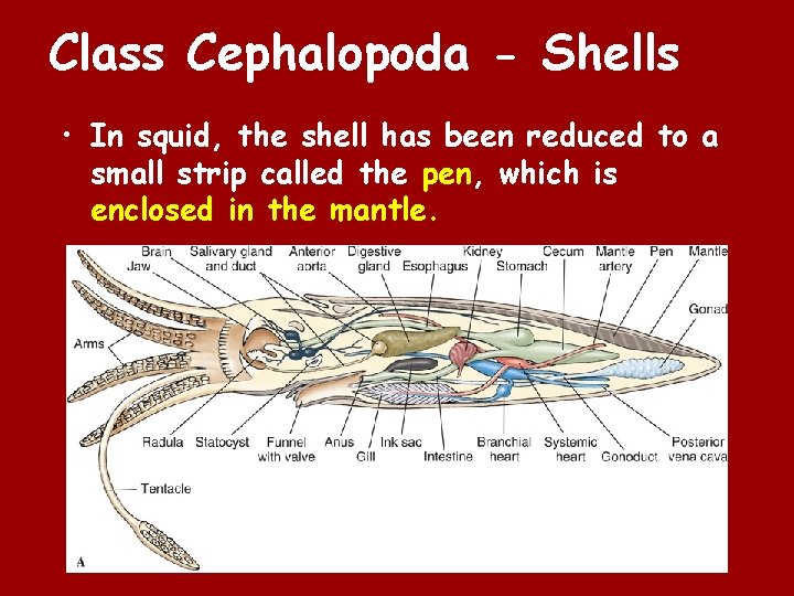 Class Cephalopoda - Shells • In squid, the shell has been reduced to a