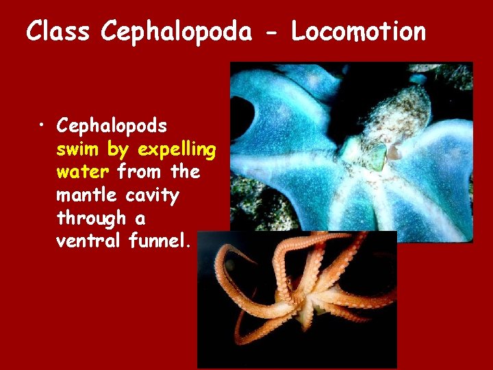 Class Cephalopoda - Locomotion • Cephalopods swim by expelling water from the mantle cavity