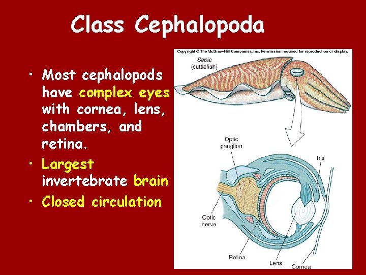 Class Cephalopoda • Most cephalopods have complex eyes with cornea, lens, chambers, and retina.