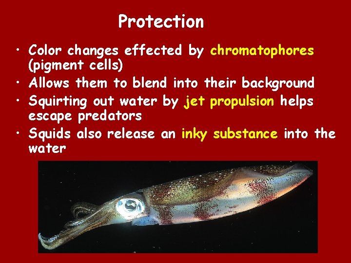 Protection • Color changes effected by chromatophores (pigment cells) • Allows them to blend