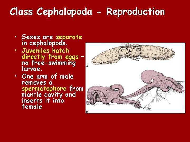 Class Cephalopoda - Reproduction • Sexes are separate in cephalopods. • Juveniles hatch directly