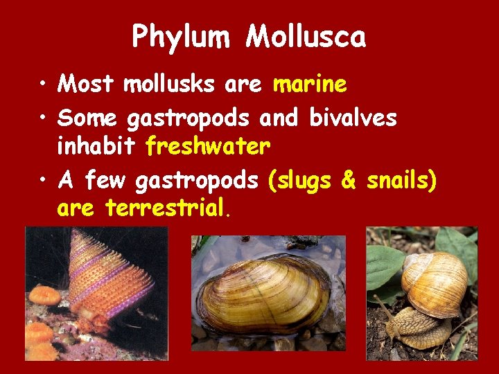 Phylum Mollusca • Most mollusks are marine • Some gastropods and bivalves inhabit freshwater