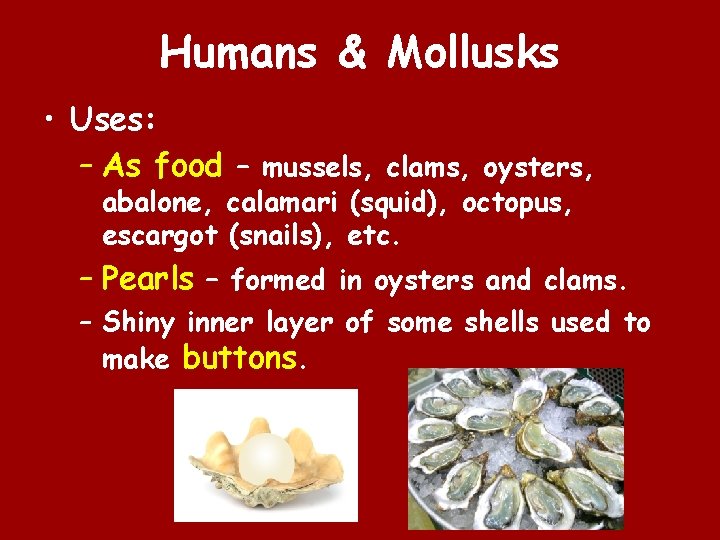 Humans & Mollusks • Uses: – As food – mussels, clams, oysters, abalone, calamari