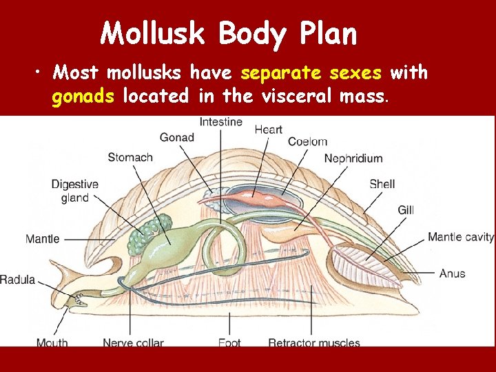 Mollusk Body Plan • Most mollusks have separate sexes with gonads located in the