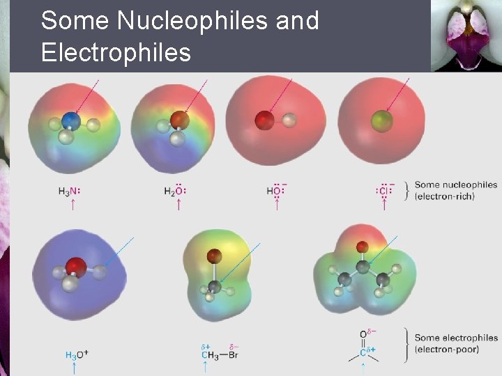 Some Nucleophiles and Electrophiles 