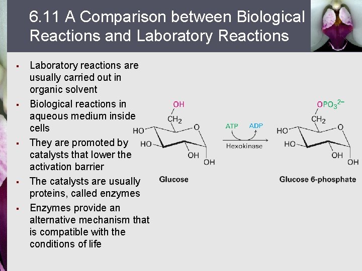 6. 11 A Comparison between Biological Reactions and Laboratory Reactions § § § Laboratory