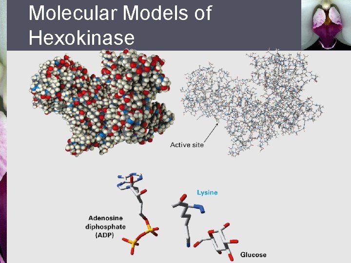 Molecular Models of Hexokinase 