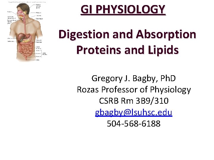 GI PHYSIOLOGY Digestion and Absorption Proteins and Lipids Gregory J. Bagby, Ph. D Rozas