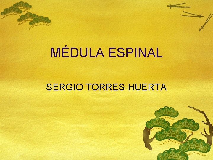 MÉDULA ESPINAL SERGIO TORRES HUERTA 