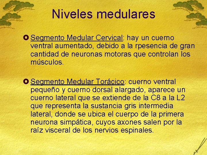 Niveles medulares £ Segmento Medular Cervical: hay un cuerno ventral aumentado, debido a la