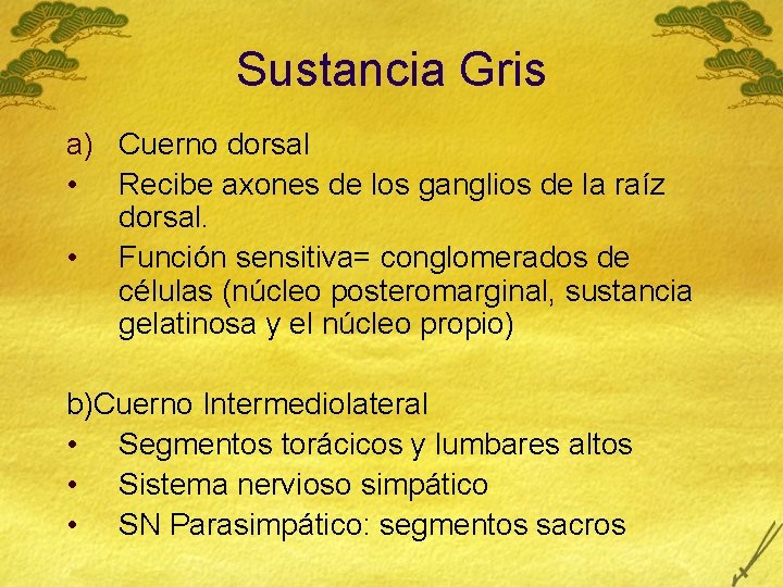 Sustancia Gris a) Cuerno dorsal • Recibe axones de los ganglios de la raíz