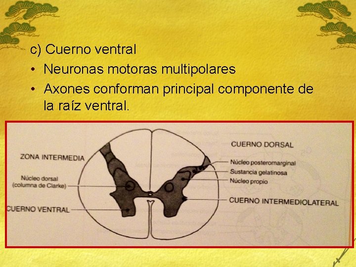 c) Cuerno ventral • Neuronas motoras multipolares • Axones conforman principal componente de la