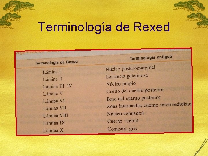 Terminología de Rexed 