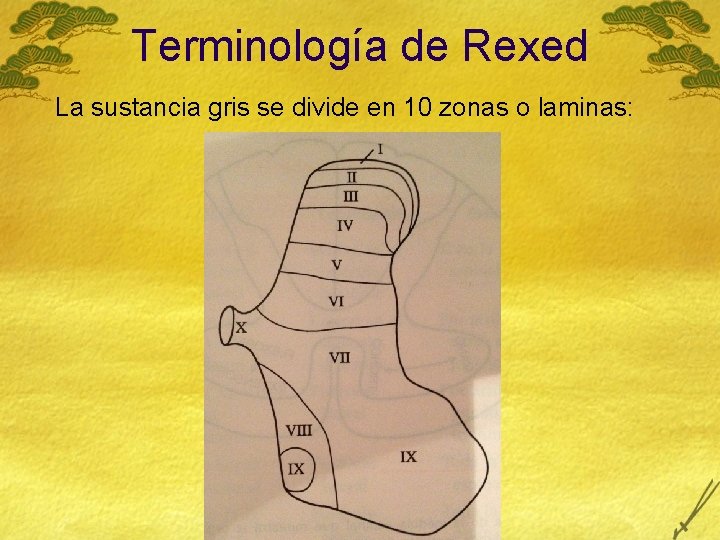 Terminología de Rexed La sustancia gris se divide en 10 zonas o laminas: 