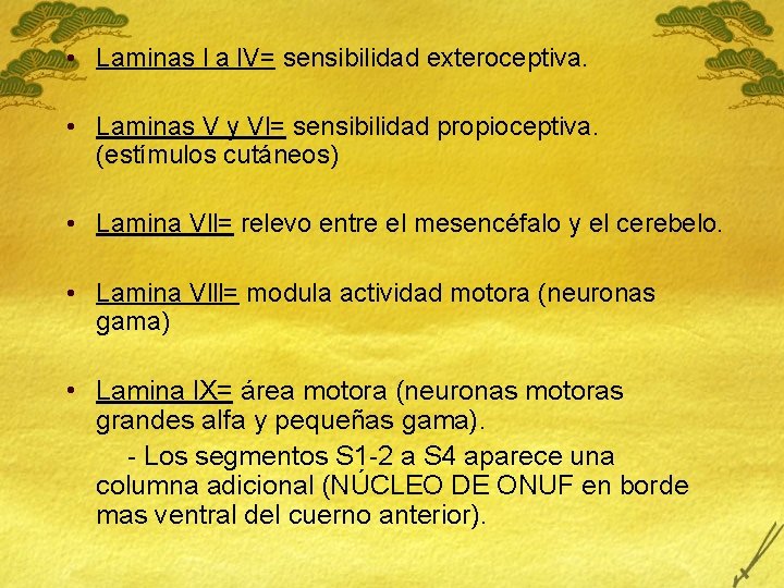  • Laminas l a l. V= sensibilidad exteroceptiva. • Laminas V y Vl=