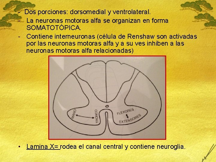 - Dos porciones: dorsomedial y ventrolateral. - La neuronas motoras alfa se organizan en