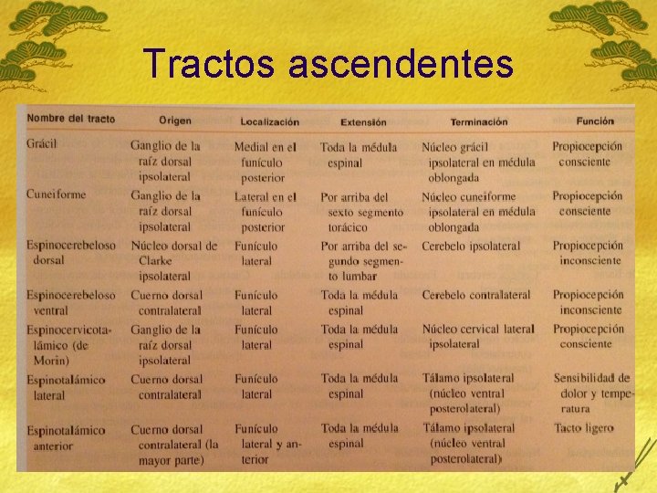 Tractos ascendentes 