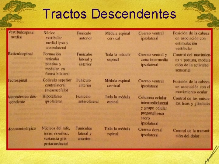 Tractos Descendentes 