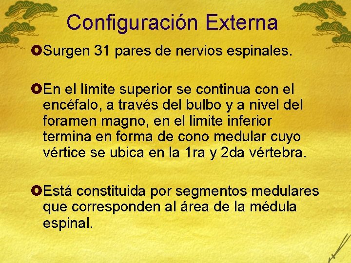 Configuración Externa £Surgen 31 pares de nervios espinales. £En el límite superior se continua