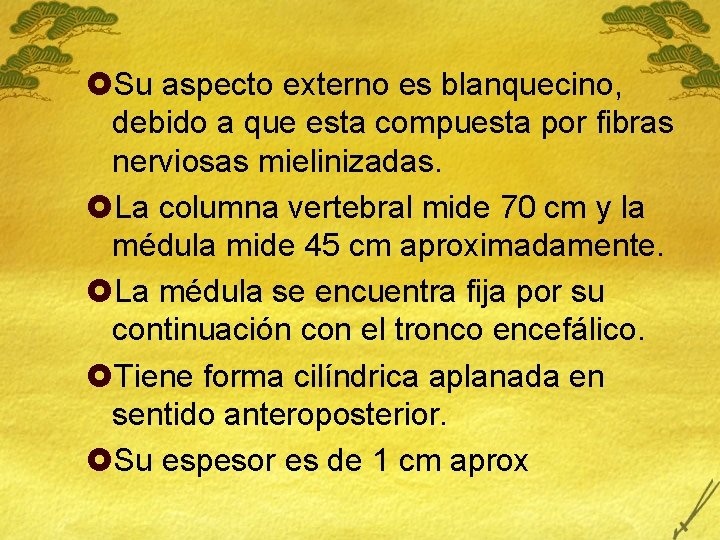 £Su aspecto externo es blanquecino, debido a que esta compuesta por fibras nerviosas mielinizadas.