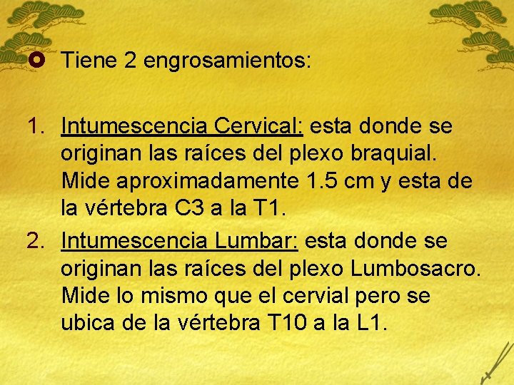 £ Tiene 2 engrosamientos: 1. Intumescencia Cervical: esta donde se originan las raíces del