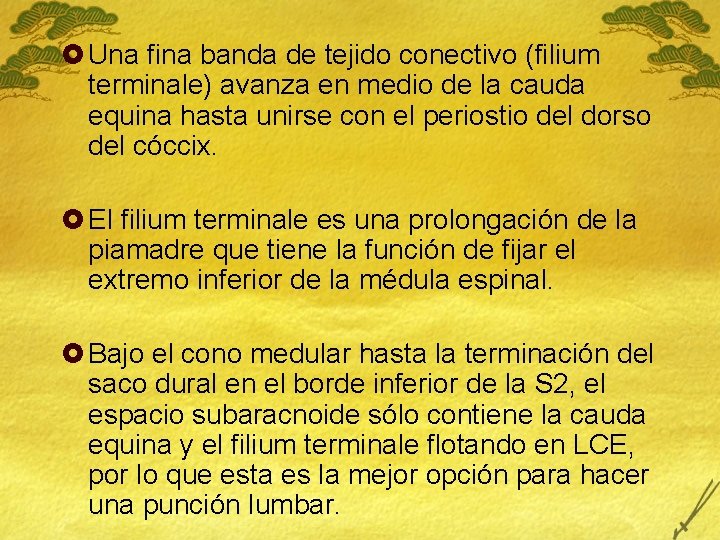 £ Una fina banda de tejido conectivo (filium terminale) avanza en medio de la