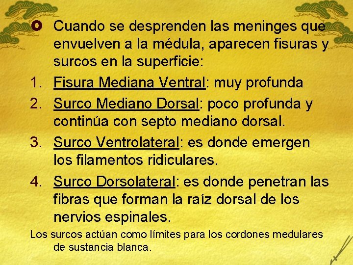 £ Cuando se desprenden las meninges que envuelven a la médula, aparecen fisuras y