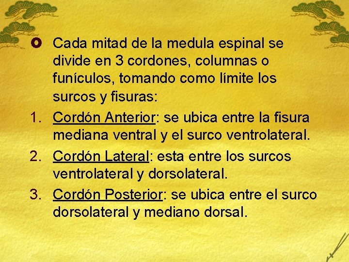 £ Cada mitad de la medula espinal se divide en 3 cordones, columnas o