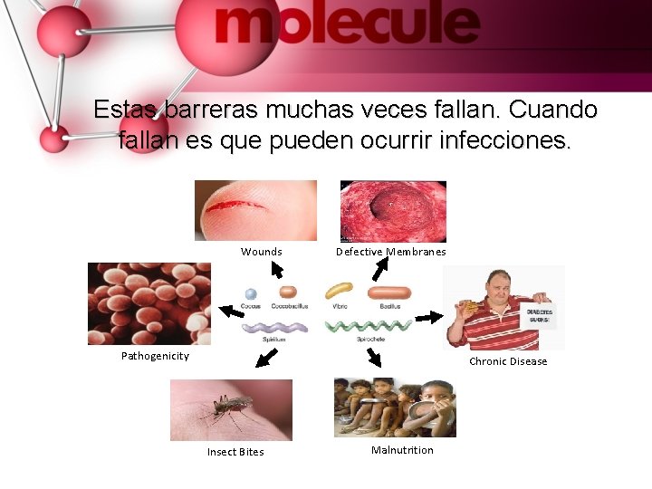 Estas barreras muchas veces fallan. Cuando fallan es que pueden ocurrir infecciones. Wounds Defective