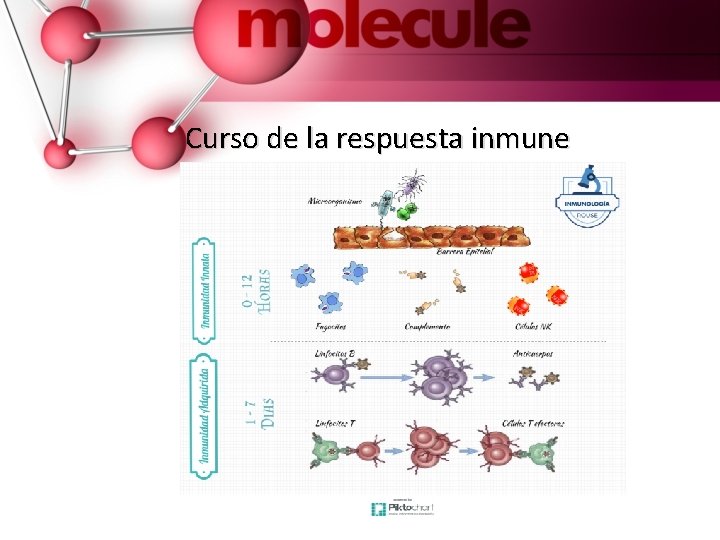 Curso de la respuesta inmune 