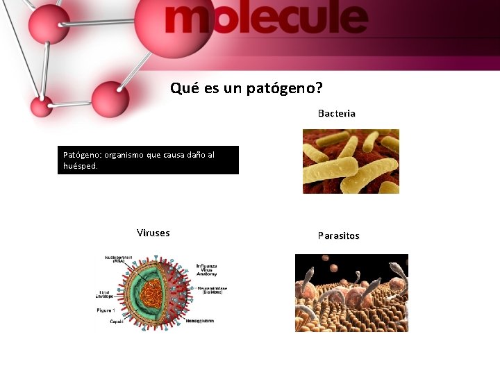 Qué es un patógeno? Bacteria Patógeno: organismo que causa daño al huésped. Viruses Parasitos