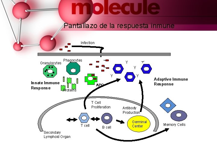 Pantallazo de la respuesta inmune Y Y Y Phagocytes Y Granulocytes Y Innate Immune