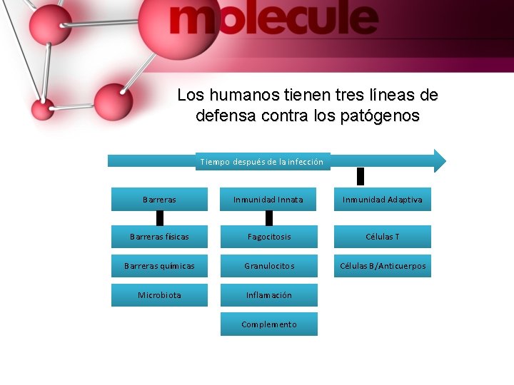 Los humanos tienen tres líneas de defensa contra los patógenos Tiempo después de la