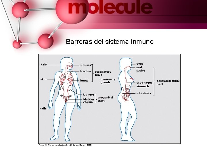 Barreras del sistema inmune 