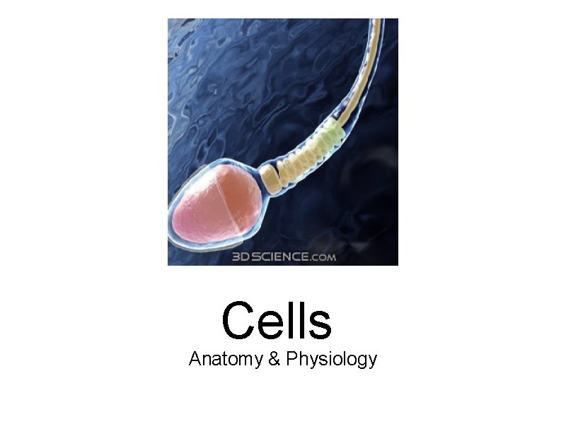 Cells Anatomy & Physiology 
