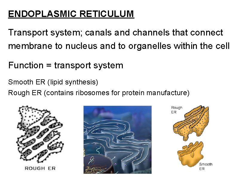 ENDOPLASMIC RETICULUM Transport system; canals and channels that connect membrane to nucleus and to