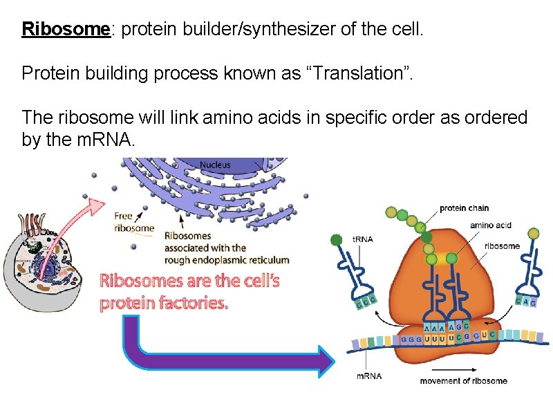 Ribosome: protein builder/synthesizer of the cell. Protein building process known as “Translation”. The ribosome