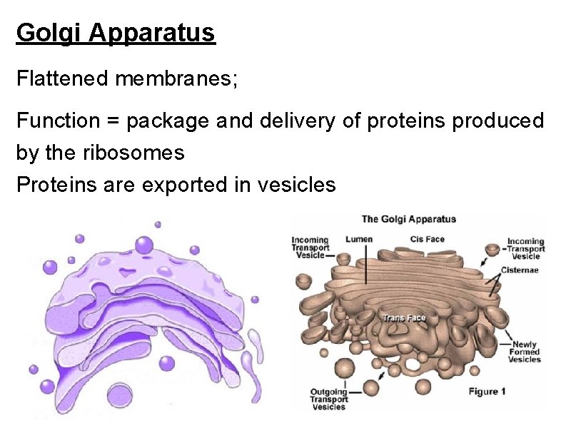 Golgi Apparatus Flattened membranes; Function = package and delivery of proteins produced by the