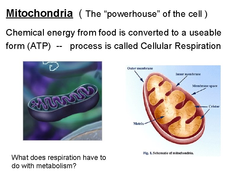 Mitochondria ( The “powerhouse” of the cell ) Chemical energy from food is converted